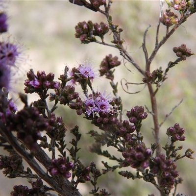 Kunzea parvifolia (Violet Kunzea) at Fadden, ACT - 6 Oct 2025 by DavidDedenczuk