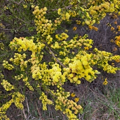 Acacia paradoxa (Kangaroo Thorn) at Hackett, ACT - 28 Sep 2025 by abread111