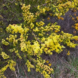 Acacia paradoxa at Hackett, ACT - 28 Sep 2025 by abread111