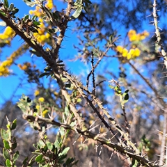 Acacia paradoxa at Hackett, ACT - 28 Sep 2025 02:38 PM