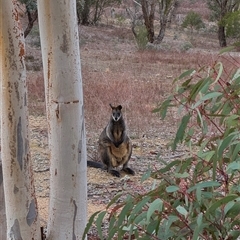 Wallabia bicolor (Swamp Wallaby) at Yarrow, NSW - 2 Aug 2025 by JMS253
