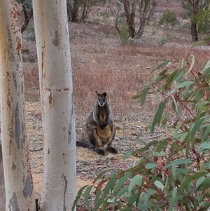 Wallabia bicolor (Swamp Wallaby) at Yarrow, NSW - 2 Aug 2025 by JMS253