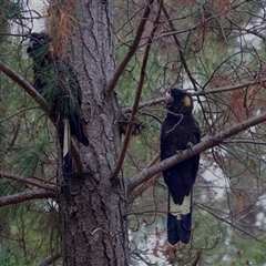 Zanda funerea (Yellow-tailed Black-Cockatoo) at Watson, ACT - 28 Sep 2025 by JMS253