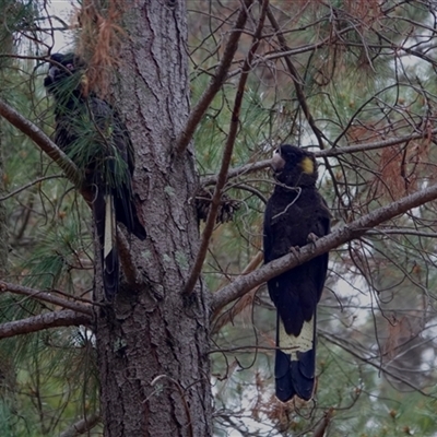 Zanda funerea (Yellow-tailed Black-Cockatoo) at Watson, ACT - 28 Sep 2025 by JMS253
