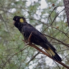 Zanda funerea at Watson, ACT - suppressed