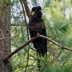 Zanda funerea at Watson, ACT - suppressed