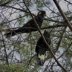 Zanda funerea at Watson, ACT - suppressed