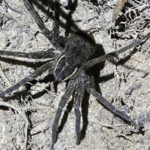 Unverified Wolf spider (Lycosidae) at Macgregor, ACT - Yesterday by LD12