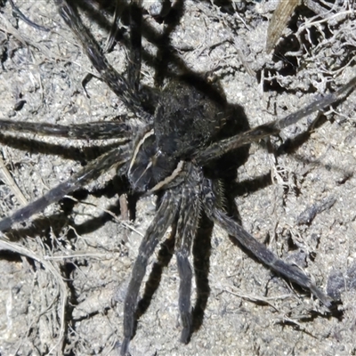 Dolomedes (genus) (Fishing spider) at Macgregor, ACT - 6 Oct 2025 by LD12