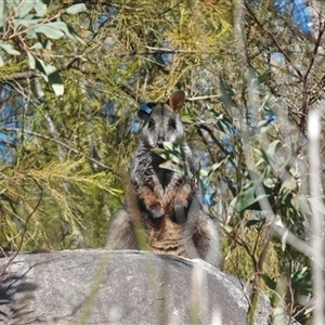 Petrogale penicillata (Brush-tailed Rock Wallaby) by JMS253