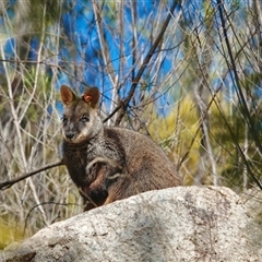 Petrogale penicillata at suppressed - suppressed