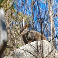 Petrogale penicillata at suppressed - suppressed