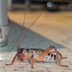 Unverified Cricket (several families) by HelenCross