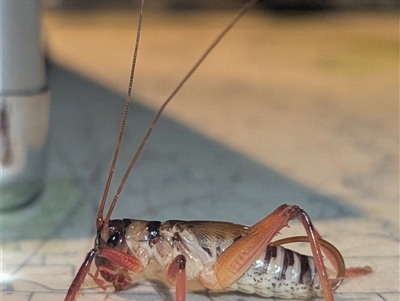 Hadrogryllacris (genus) by HelenCross