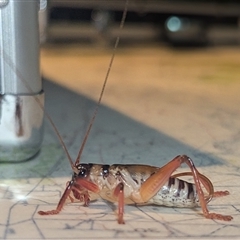 Gryllacrididae (family) at The Pilliga, NSW - suppressed