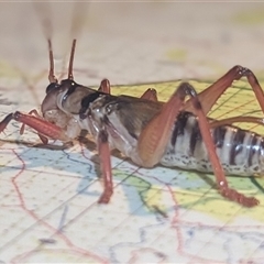 Gryllacrididae (family) at The Pilliga, NSW - suppressed
