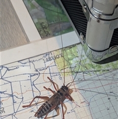 Gryllacrididae (family) at The Pilliga, NSW - suppressed
