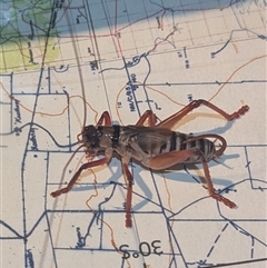 Gryllacrididae (family) at The Pilliga, NSW - suppressed