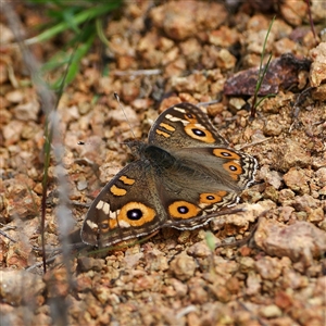 Unverified Butterfly (Lepidoptera, Rhopalocera) at Denman Prospect, ACT - Yesterday by regeraghty
