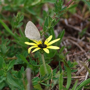 Unverified Butterfly (Lepidoptera, Rhopalocera) at Denman Prospect, ACT - Yesterday by regeraghty