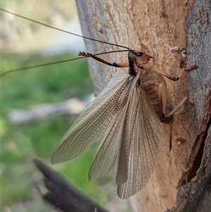 Unverified Cricket (several families) at Yarrie Lake, NSW - 27 Sep 2025 by HelenCross