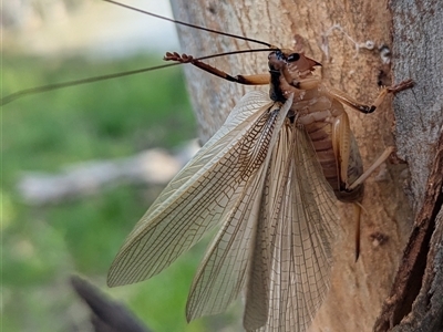 Gryllacrididae (family) (Wood, Raspy or Leaf Rolling Cricket) at Yarrie Lake, NSW - 27 Sep 2025 by HelenCross