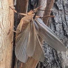 Gryllacrididae (family) at Yarrie Lake, NSW - 27 Sep 2025 03:54 PM