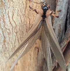 Gryllacrididae (family) at Yarrie Lake, NSW - 27 Sep 2025 03:54 PM