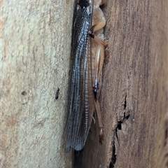 Gryllacrididae (family) at Yarrie Lake, NSW - 27 Sep 2025 03:54 PM