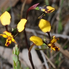 Diuris chryseopsis at Denman Prospect, ACT - Yesterday by Harrisi