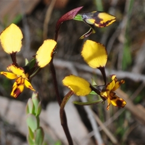 Diuris chryseopsis at Denman Prospect, ACT - Yesterday by Harrisi