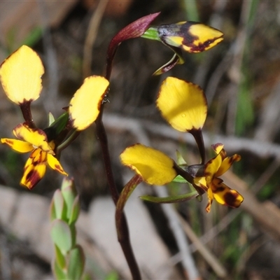 Diuris chryseopsis at Denman Prospect, ACT - Yesterday by Harrisi
