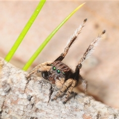 Maratus vespertilio (Bat-like peacock spider) at Cavan, NSW - 5 Oct 2025 by Harrisi