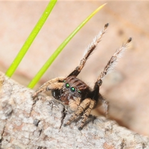 Maratus vespertilio at Cavan, NSW - 5 Oct 2025 by Harrisi