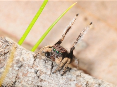 Maratus vespertilio (Bat-like peacock spider) at Cavan, NSW - 5 Oct 2025 by Harrisi