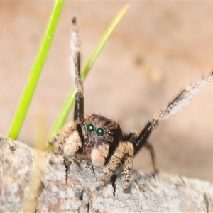 Maratus vespertilio at Cavan, NSW - suppressed