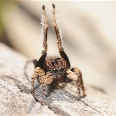 Maratus vespertilio at Cavan, NSW - suppressed