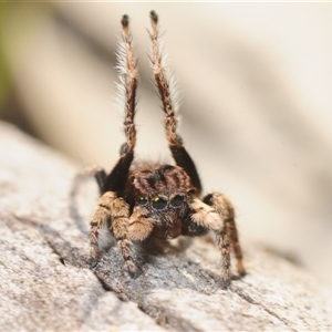 Maratus vespertilio at Cavan, NSW - suppressed