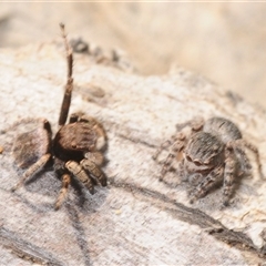 Maratus vespertilio at Cavan, NSW - suppressed