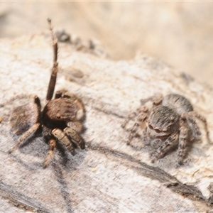 Maratus vespertilio at Cavan, NSW - suppressed