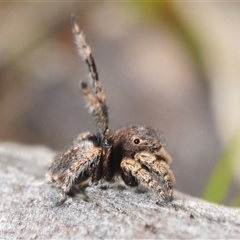 Maratus vespertilio at Cavan, NSW - suppressed
