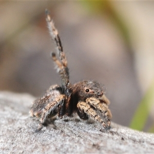 Maratus vespertilio at Cavan, NSW - suppressed