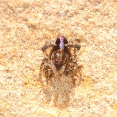 Maratus chrysomelas (Variable Peacock Spider) at Cavan, NSW - 5 Oct 2025 by Harrisi