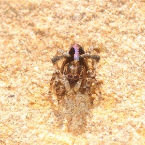Maratus chrysomelas at Cavan, NSW - 5 Oct 2025 by Harrisi