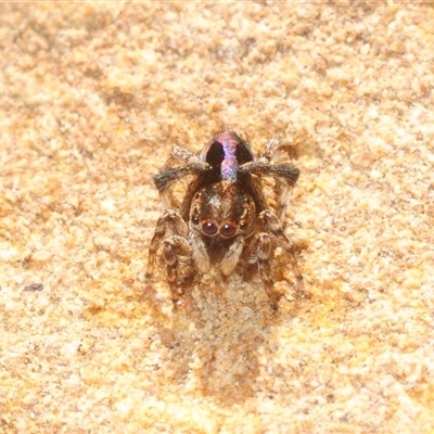 Maratus chrysomelas (Variable Peacock Spider) at Cavan, NSW - 5 Oct 2025 by Harrisi