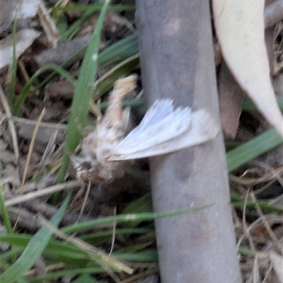 Noctuidae (family) (A cutworm or owlet moth) at Uriarra Village, ACT - 4 Oct 2025 by Eliplam07