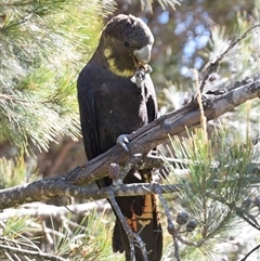 Calyptorhynchus lathami lathami (Glossy Black-Cockatoo) at Windellama, NSW - 18 Aug 2020 by GITM2
