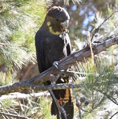 Calyptorhynchus lathami lathami (Glossy Black-Cockatoo) at Windellama, NSW - 18 Aug 2020 by GITM2