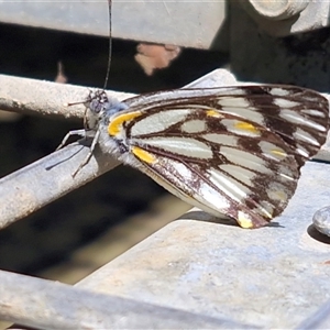 Belenois java at Goulburn, NSW - Yesterday by trevorpreston