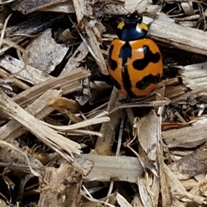 Coccinella transversalis by trevorpreston